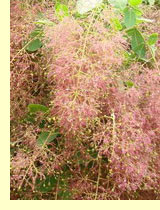 Скумпия кожевенная (Cotinus coggygria Scop.) Скумпия кожевенная (Cotinus coggygria Scop.)